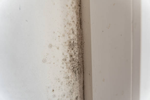 Best Residential Mold Inspection & Testing  in Xtonia, PA